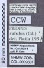 Etikett zu Melanotus mehli (Platia & Schimmel, 2001)